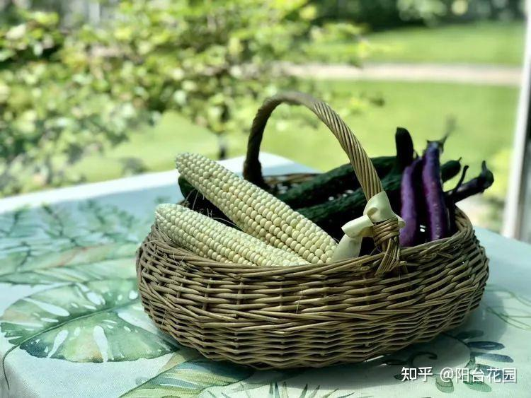 Từ giấc mơ châu Âu đến khu vườn 400m²: Người phụ nữ trung niên biến biệt thự thành thiên đường hoa bốn mùa- Ảnh 16. Từ giấc mơ châu Âu đến khu vườn 400m²: Người phụ nữ trung niên biến biệt thự thành thiên đường hoa bốn mùa- Ảnh 16.