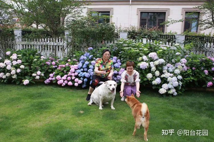 Từ giấc mơ châu Âu đến khu vườn 400m²: Người phụ nữ trung niên biến biệt thự thành thiên đường hoa bốn mùa- Ảnh 12. Từ giấc mơ châu Âu đến khu vườn 400m²: Người phụ nữ trung niên biến biệt thự thành thiên đường hoa bốn mùa- Ảnh 12.