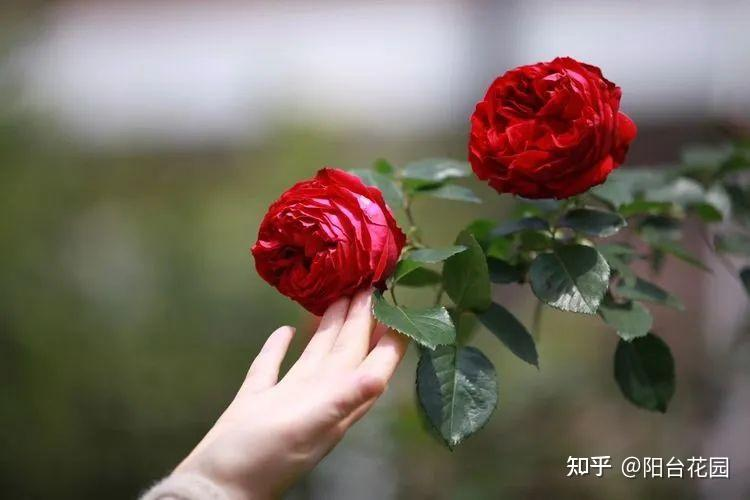 Từ giấc mơ châu Âu đến khu vườn 400m²: Người phụ nữ trung niên biến biệt thự thành thiên đường hoa bốn mùa- Ảnh 20. Từ giấc mơ châu Âu đến khu vườn 400m²: Người phụ nữ trung niên biến biệt thự thành thiên đường hoa bốn mùa- Ảnh 20.