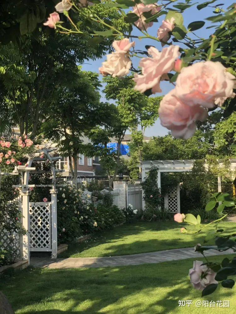 Từ giấc mơ châu Âu đến khu vườn 400m²: Người phụ nữ trung niên biến biệt thự thành thiên đường hoa bốn mùa- Ảnh 18. Từ giấc mơ châu Âu đến khu vườn 400m²: Người phụ nữ trung niên biến biệt thự thành thiên đường hoa bốn mùa- Ảnh 18.