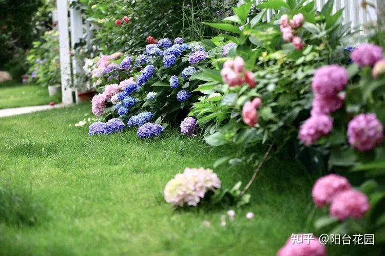 Từ giấc mơ châu Âu đến khu vườn 400m²: Người phụ nữ trung niên biến biệt thự thành thiên đường hoa bốn mùa- Ảnh 17. Từ giấc mơ châu Âu đến khu vườn 400m²: Người phụ nữ trung niên biến biệt thự thành thiên đường hoa bốn mùa- Ảnh 17.