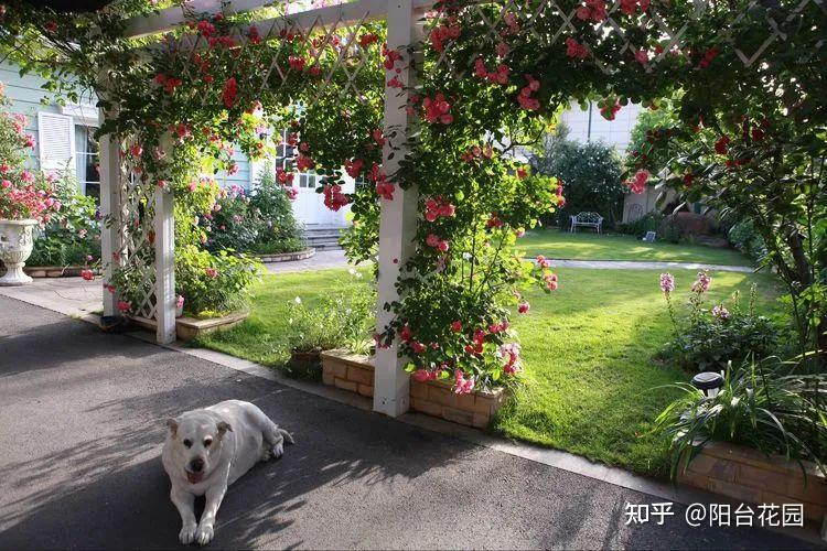 Từ giấc mơ châu Âu đến khu vườn 400m²: Người phụ nữ trung niên biến biệt thự thành thiên đường hoa bốn mùa- Ảnh 2. Từ giấc mơ châu Âu đến khu vườn 400m²: Người phụ nữ trung niên biến biệt thự thành thiên đường hoa bốn mùa- Ảnh 2.