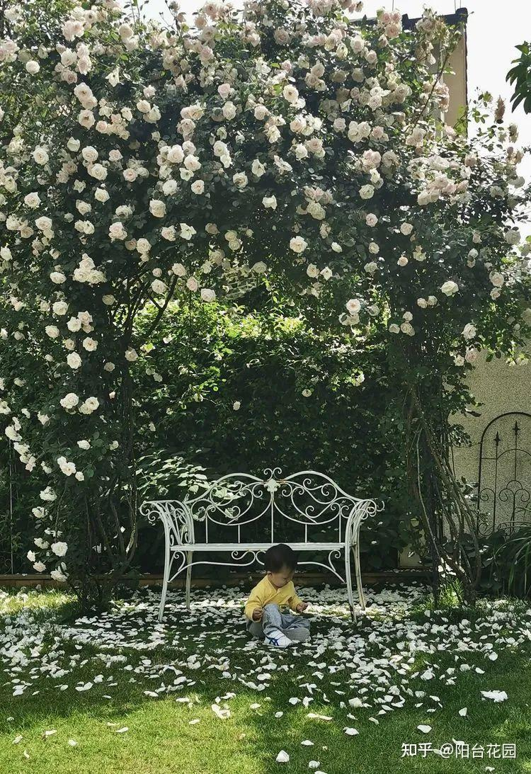 Từ giấc mơ châu Âu đến khu vườn 400m²: Người phụ nữ trung niên biến biệt thự thành thiên đường hoa bốn mùa- Ảnh 3. Từ giấc mơ châu Âu đến khu vườn 400m²: Người phụ nữ trung niên biến biệt thự thành thiên đường hoa bốn mùa- Ảnh 3.