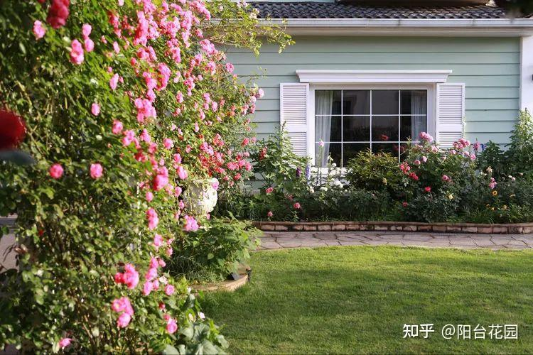 Từ giấc mơ châu Âu đến khu vườn 400m²: Người phụ nữ trung niên biến biệt thự thành thiên đường hoa bốn mùa- Ảnh 5. Từ giấc mơ châu Âu đến khu vườn 400m²: Người phụ nữ trung niên biến biệt thự thành thiên đường hoa bốn mùa- Ảnh 5.