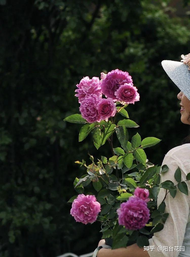 Từ giấc mơ châu Âu đến khu vườn 400m²: Người phụ nữ trung niên biến biệt thự thành thiên đường hoa bốn mùa- Ảnh 6. Từ giấc mơ châu Âu đến khu vườn 400m²: Người phụ nữ trung niên biến biệt thự thành thiên đường hoa bốn mùa- Ảnh 6.