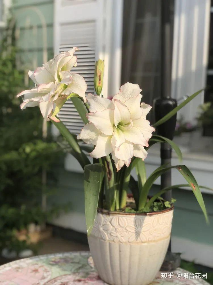 Từ giấc mơ châu Âu đến khu vườn 400m²: Người phụ nữ trung niên biến biệt thự thành thiên đường hoa bốn mùa- Ảnh 21. Từ giấc mơ châu Âu đến khu vườn 400m²: Người phụ nữ trung niên biến biệt thự thành thiên đường hoa bốn mùa- Ảnh 21.