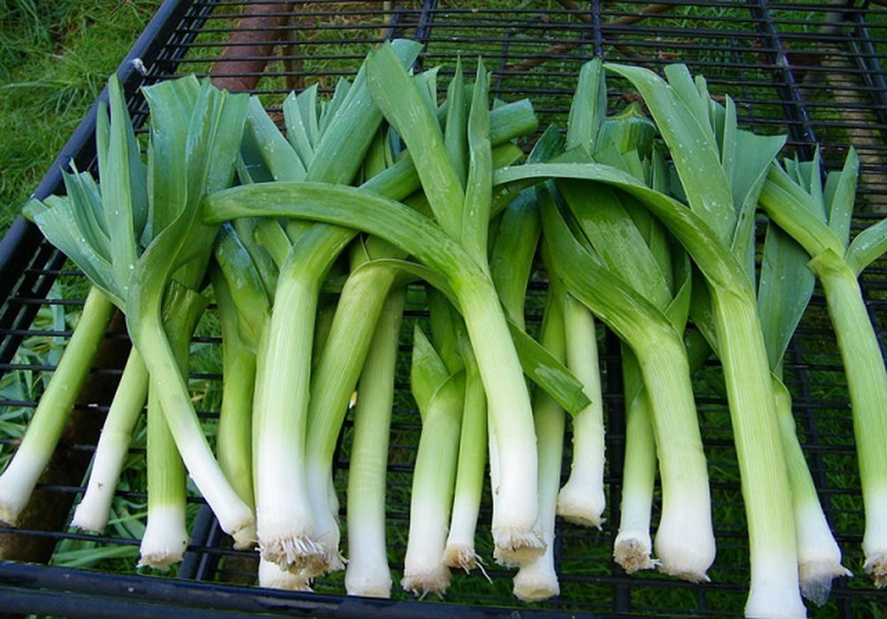 Đừng bỏ lỡ: 3 loại rau củ rẻ tiền nhưng là "kho kháng sinh tự nhiên" cho cả nhà - Ảnh 1.