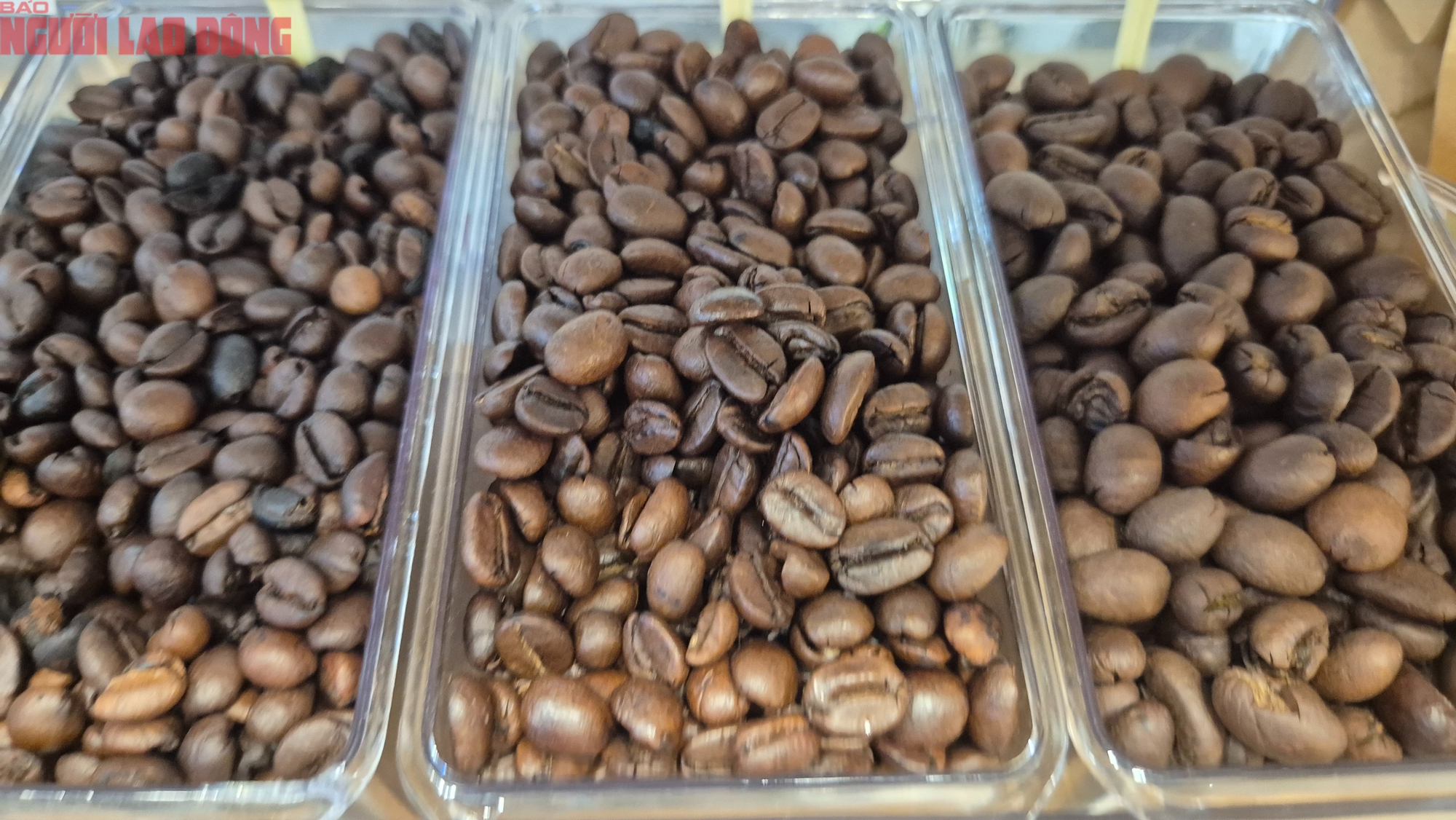 Giá cà phê hôm nay 16