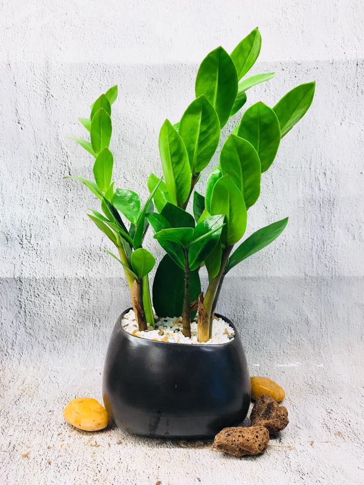- Ảnh 1.