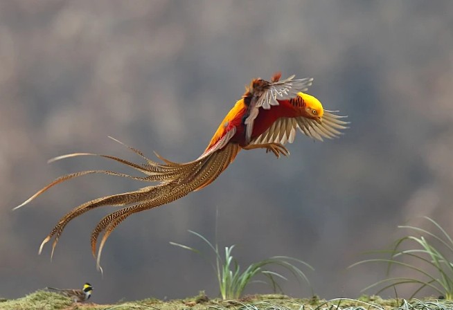 Phát hiện "phượng hoàng" ẩn nấp sau nhà dân, chuyên gia nói: Đây là loài vật quý giá được quốc gia bảo vệ - Ảnh 3.