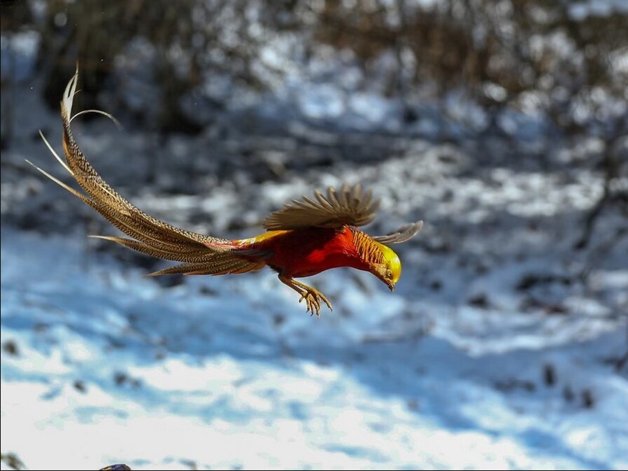 Phát hiện "phượng hoàng" ẩn nấp sau nhà dân, chuyên gia nói: Đây là loài vật quý giá được quốc gia bảo vệ - Ảnh 4.