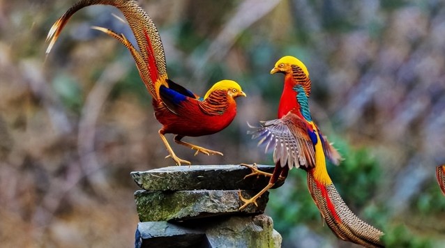 Phát hiện "phượng hoàng" ẩn nấp sau nhà dân, chuyên gia nói: Đây là loài vật quý giá được quốc gia bảo vệ - Ảnh 6.