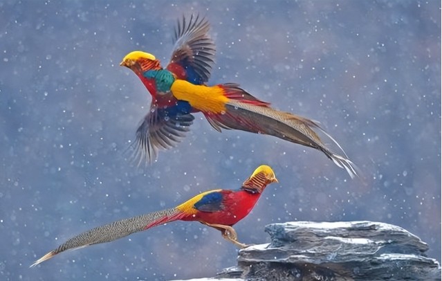 Phát hiện "phượng hoàng" ẩn nấp sau nhà dân, chuyên gia nói: Đây là loài vật quý giá được quốc gia bảo vệ - Ảnh 2.