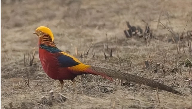 Phát hiện "phượng hoàng" ẩn nấp sau nhà dân, chuyên gia nói: Đây là loài vật quý giá được quốc gia bảo vệ - Ảnh 5.