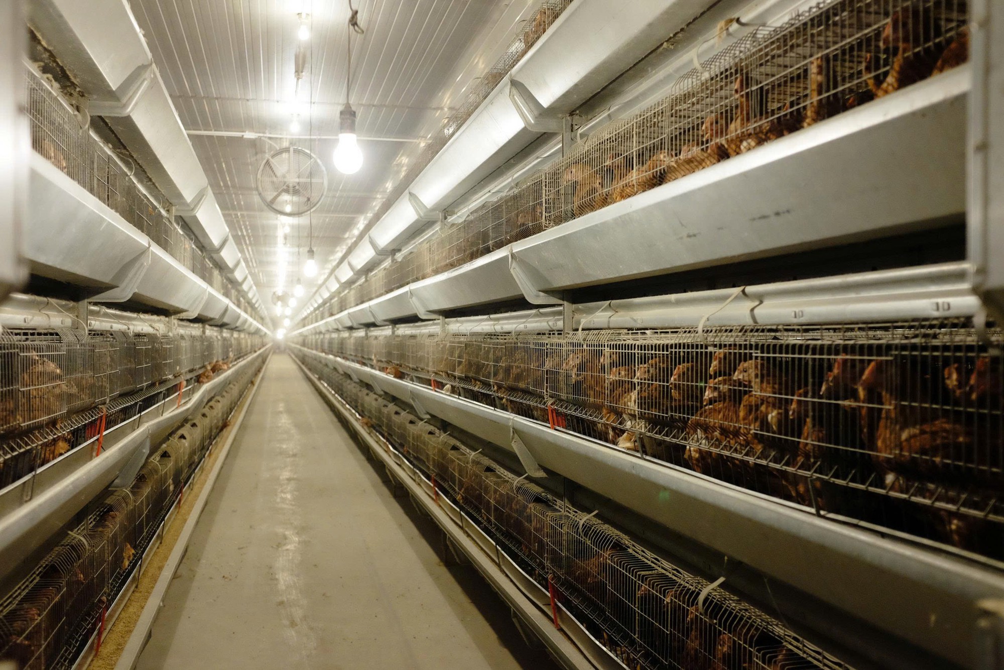 Nông nghiệp Hòa Phát của tỷ phú Trần Đình Long chính thức nộp hồ sơ IPO  - Ảnh 2.