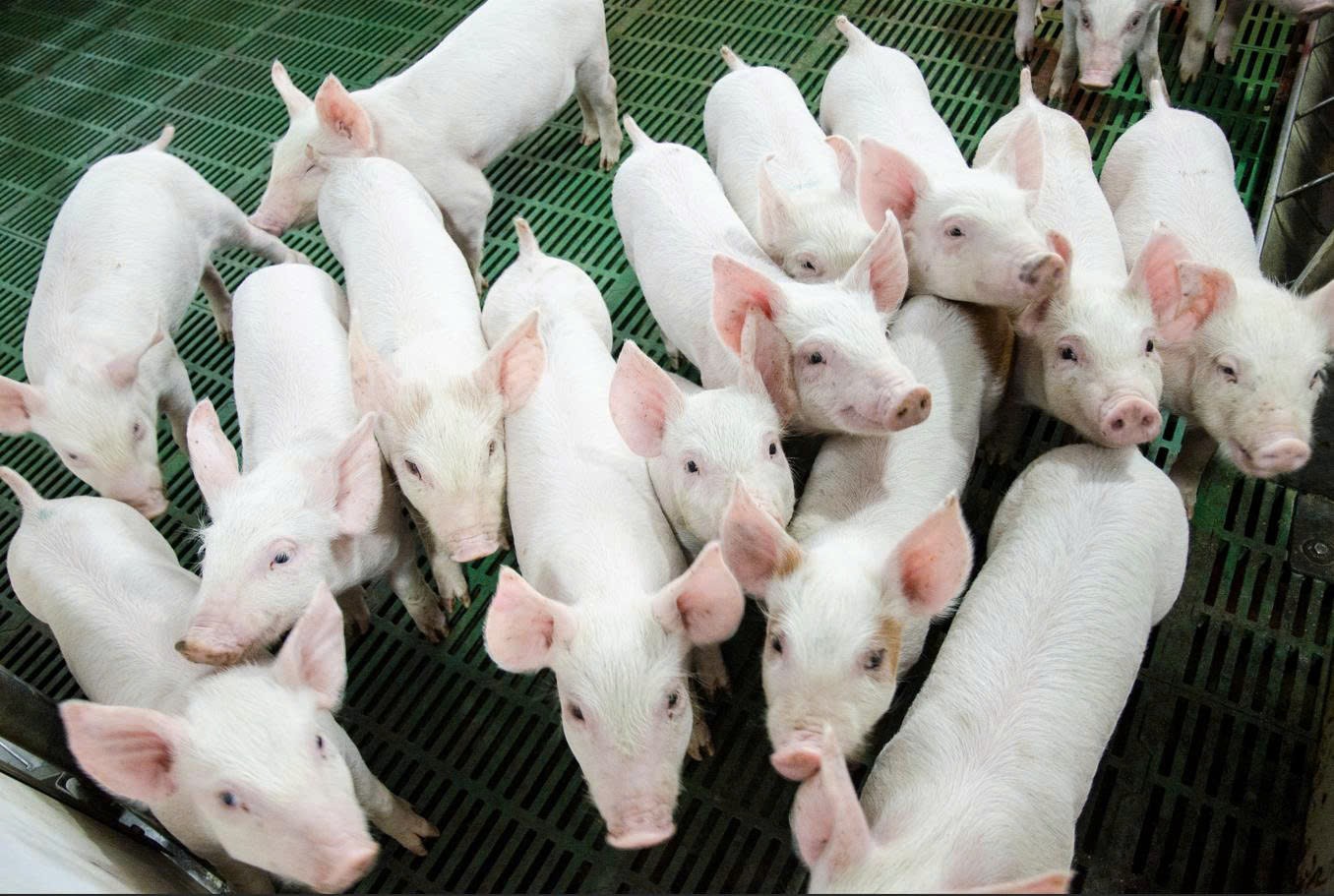 Nông nghiệp Hòa Phát của tỷ phú Trần Đình Long chính thức nộp hồ sơ IPO  - Ảnh 3.