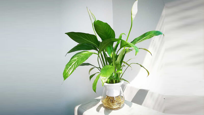 Hóa ra người giàu thích trồng 3 loại cây này còn hơn cả hoa: Vừa sang vừa dễ chăm, còn hút may mắn đầy nhà- Ảnh 2.