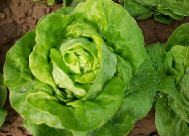 Loại rau được đánh giá "tốt bậc nhất thế giới", hoá ra là rau quen thuộc rẻ bèo ở Việt Nam - Ảnh 1.