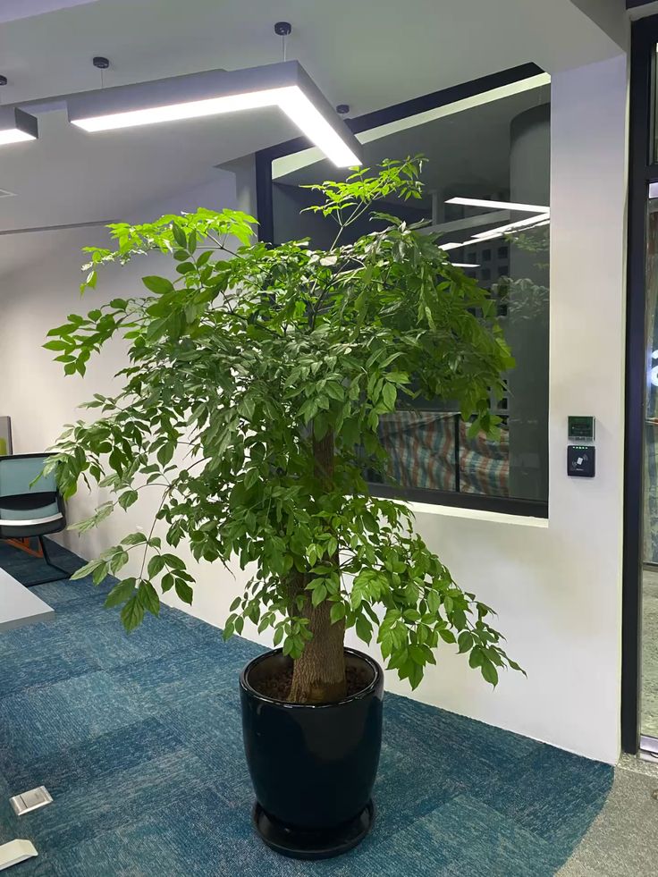 8 loại cây trấn nhà giữ của: Hít một hơi thấy khỏe, mở mắt đã thấy Thần Tài ghé thăm!- Ảnh 8.