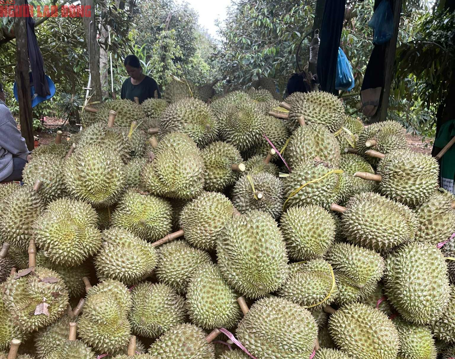 Giá sầu riêng tăng mạnh khi trung thu tới gần - Ảnh 1.