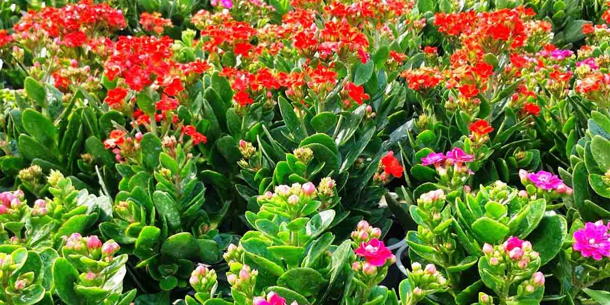 8 loại cây trấn nhà giữ của: Hít một hơi thấy khỏe, mở mắt đã thấy Thần Tài ghé thăm!- Ảnh 5.