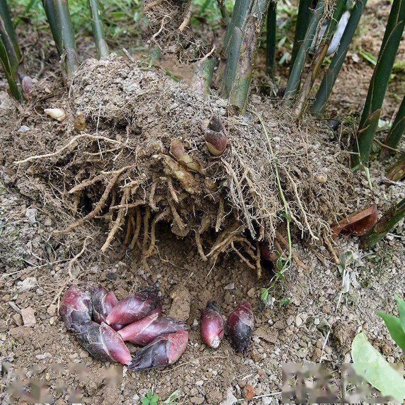 Ăn một miếng đã nghiện: Món rau màu tím hơn cả thuốc bổ, dân sành ăn thề "không ăn là tiếc cả đời"! - Ảnh 3.