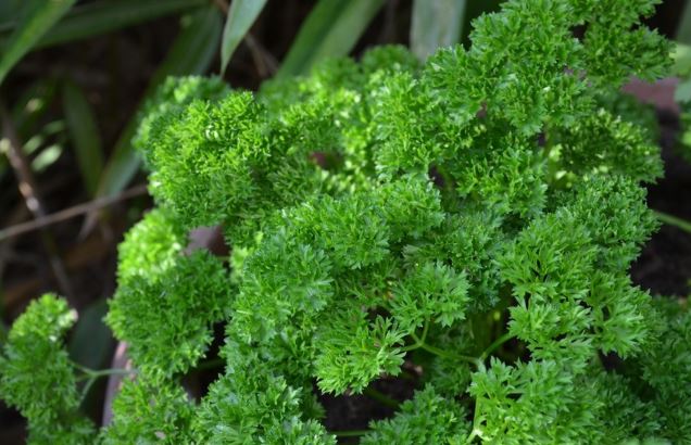 Loại rau được đánh giá "tốt bậc nhất thế giới", hoá ra là rau quen thuộc ở Việt Nam, ở quê mọc um tùm như cỏ - Ảnh 3.