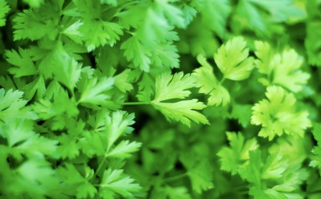 Loại rau được đánh giá "tốt bậc nhất thế giới", hoá ra là rau quen thuộc ở Việt Nam, ở quê mọc um tùm như cỏ - Ảnh 2.