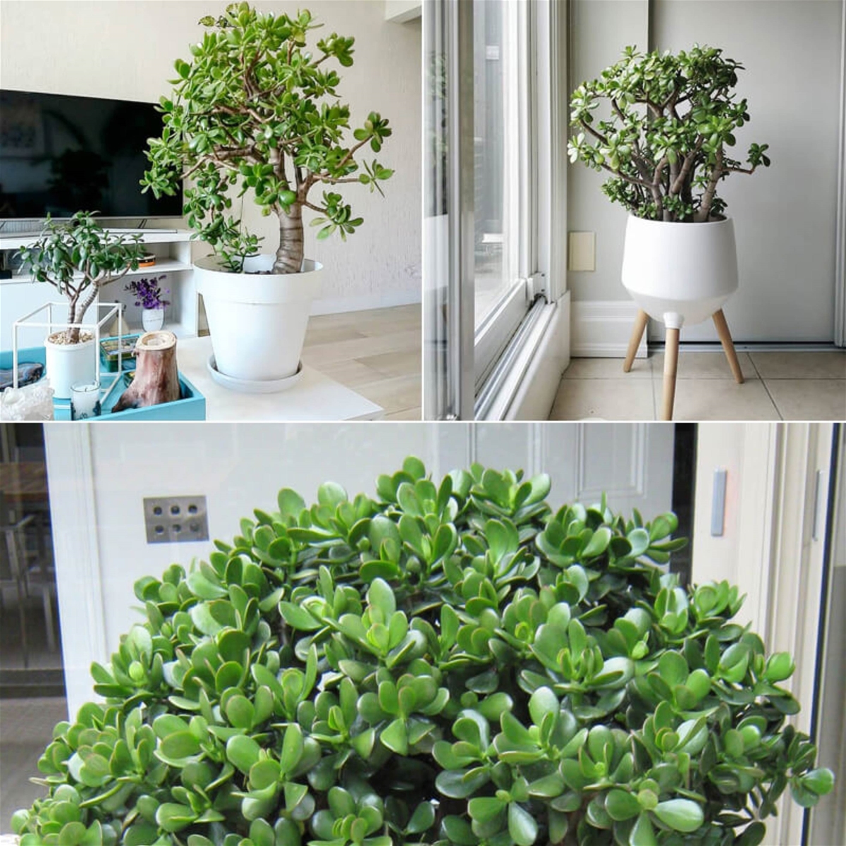 Người xưa truyền lại: Đặt chậu cây ở góc này trong nhà thì tiền bạc lúc nào cũng đầy- Ảnh 2. Người xưa truyền lại: Đặt chậu cây ở góc này trong nhà thì tiền bạc lúc nào cũng đầy- Ảnh 2.