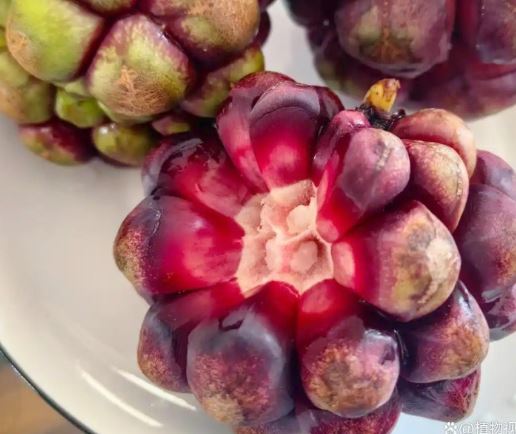 Loại quả mọc dại ở Việt Nam ít người biết, sang nước ngoài giá gần 600.000 đồng/kg - Ảnh 2.