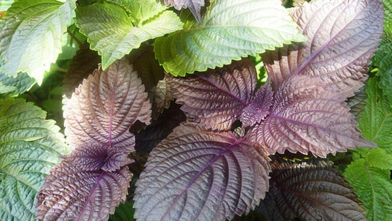 Tôi đã uống nước tía tô vắt chanh trong 1 tháng: Da giảm dị ứng, eo nhỏ thấy rõ và cải thiện hệ tiêu hóa nhưng chuyên gia nhắc nhở lưu ý 7 việc- Ảnh 4.