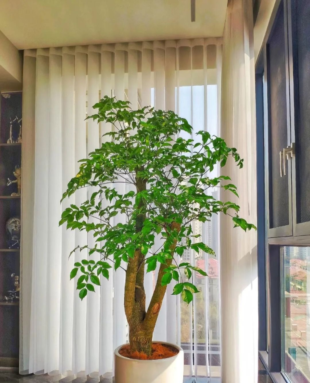 5 cây ông bà dặn trồng phòng khách: Hút lộc như vòi rồng, vinh hoa phú quý 3 đời con cháu- Ảnh 1. 5 cây ông bà dặn trồng phòng khách: Hút lộc như vòi rồng, vinh hoa phú quý 3 đời con cháu- Ảnh 1.