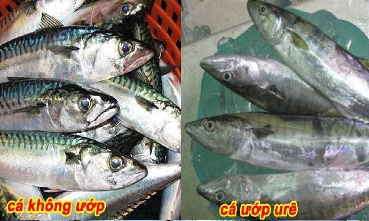 Cá bị ướp urê, hàn the thường có 6 đặc điểm này: Bán rẻ tới mấy cũng chớ mua về ăn