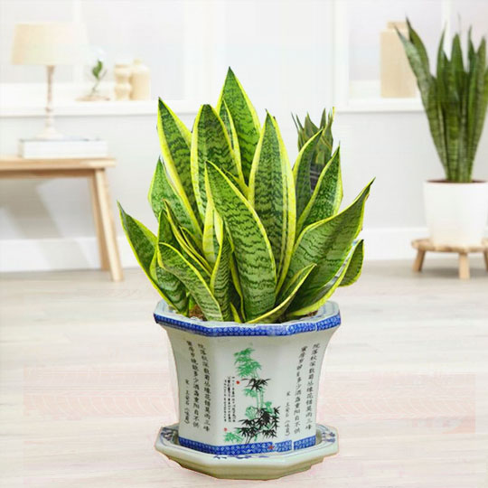 Đặt 1 trong 6 cây phong thủy này trong phòng khách: 9/10 gia đình đều giàu có- Ảnh 10. Đặt 1 trong 6 cây phong thủy này trong phòng khách: 9/10 gia đình đều giàu có- Ảnh 10.