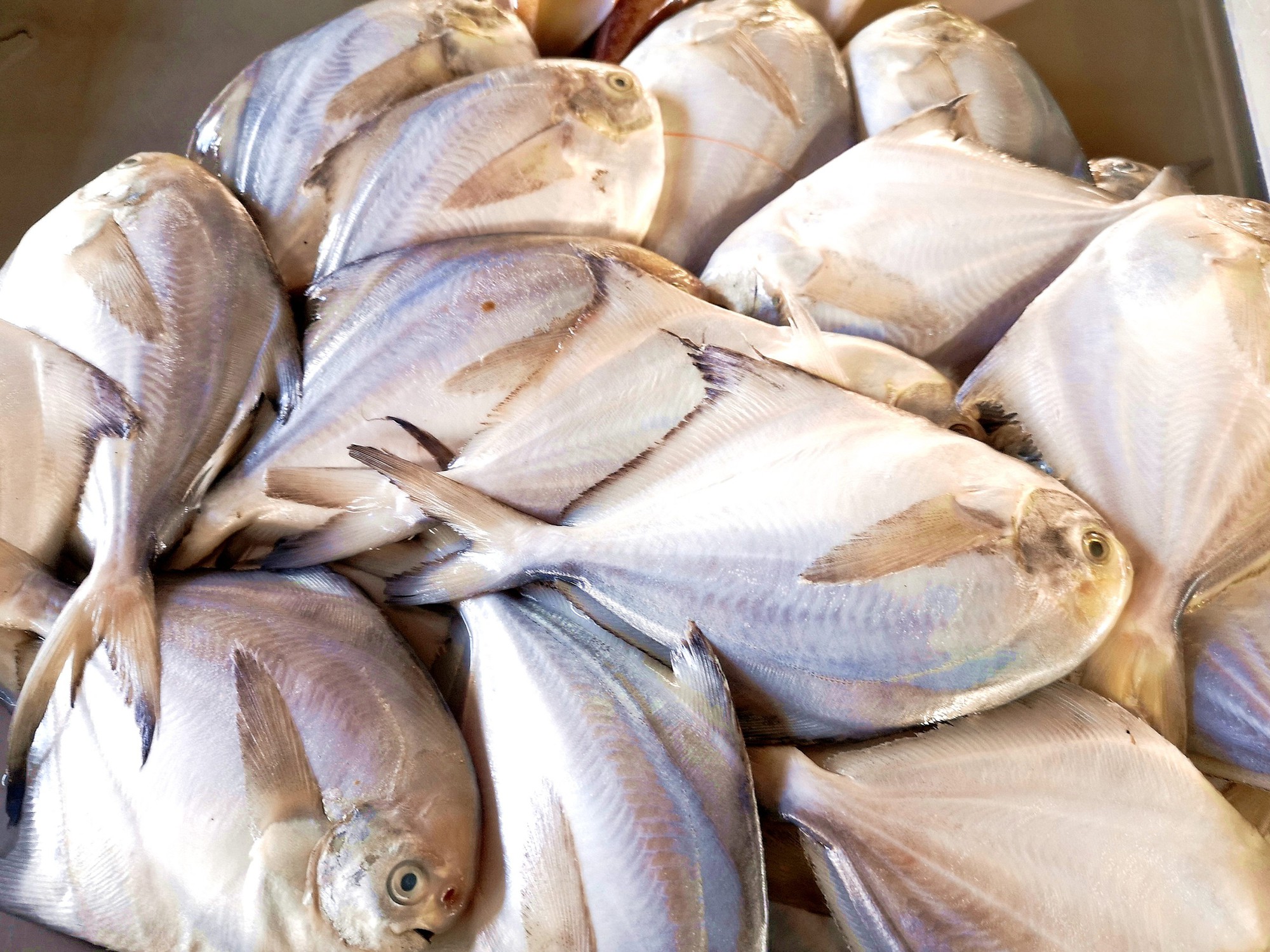Người sành sỏi thấy 3 loại cá này là mua ngay: Toàn là cá tự nhiên, nấu món ăn vừa ngon, bổ dưỡng lại rẻ- Ảnh 9.