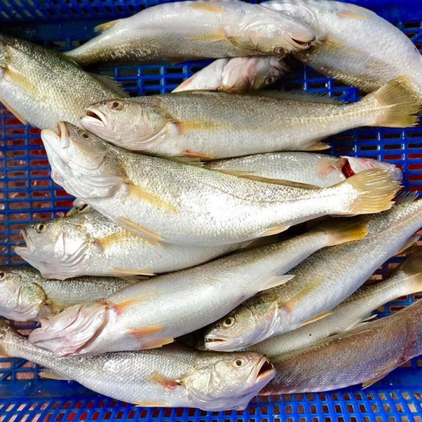 Người sành sỏi thấy 3 loại cá này là mua ngay: Toàn là cá tự nhiên, nấu món ăn vừa ngon, bổ dưỡng lại rẻ- Ảnh 1.