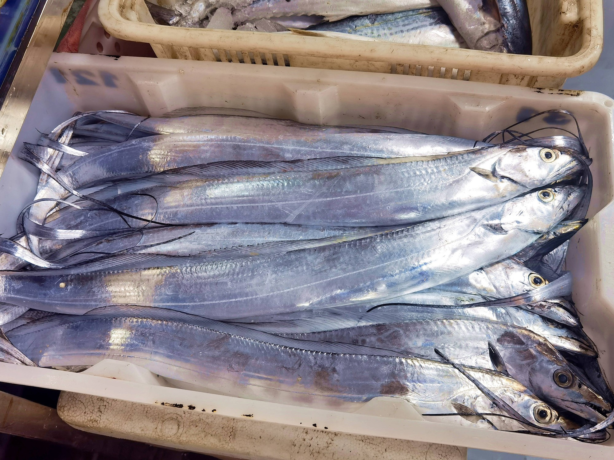 Người sành sỏi thấy 3 loại cá này là mua ngay: Toàn là cá tự nhiên, nấu món ăn vừa ngon, bổ dưỡng lại rẻ- Ảnh 15.