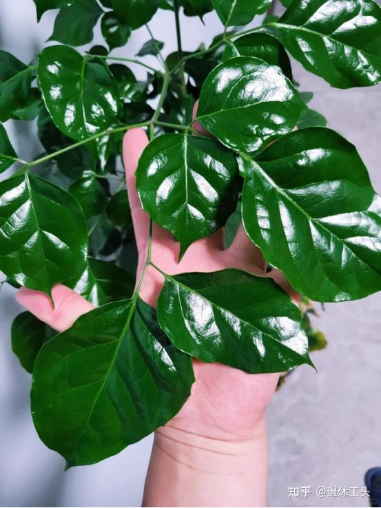 Đặt 1 trong 6 cây phong thủy này trong phòng khách: 9/10 gia đình đều giàu có- Ảnh 7. Đặt 1 trong 6 cây phong thủy này trong phòng khách: 9/10 gia đình đều giàu có- Ảnh 7.