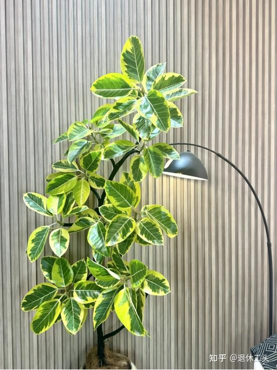 Đặt 1 trong 6 cây phong thủy này trong phòng khách: 9/10 gia đình đều giàu có- Ảnh 6. Đặt 1 trong 6 cây phong thủy này trong phòng khách: 9/10 gia đình đều giàu có- Ảnh 6.