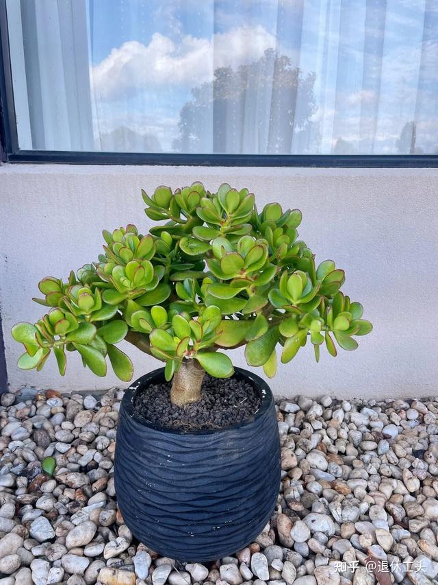 Đặt 1 trong 6 cây phong thủy này trong phòng khách: 9/10 gia đình đều giàu có- Ảnh 12. Đặt 1 trong 6 cây phong thủy này trong phòng khách: 9/10 gia đình đều giàu có- Ảnh 12.