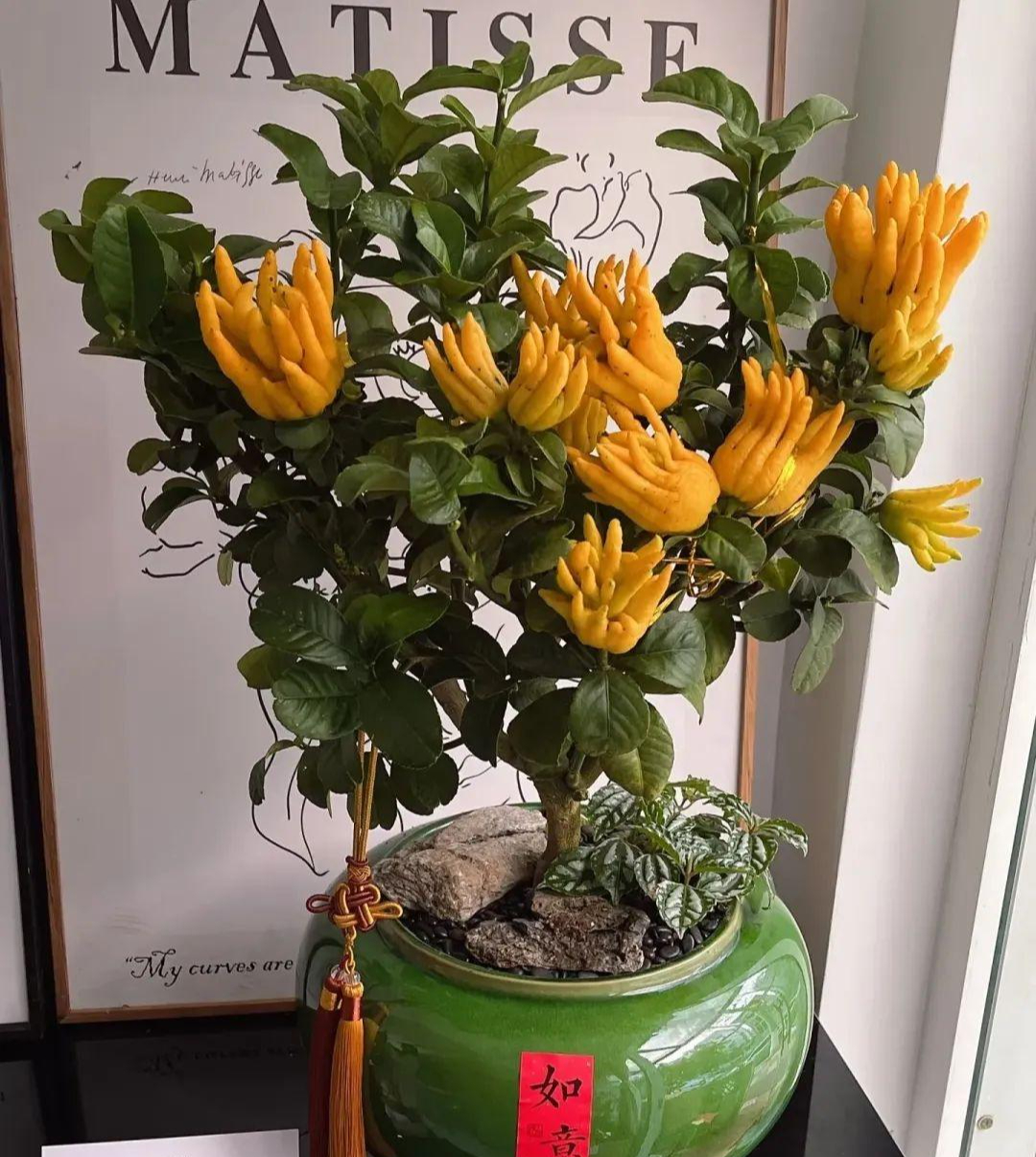 Đặt 1 trong 4 loại cây này ở nhà: Tài lộc, may mắn kéo đến ầm ầm- Ảnh 2. Đặt 1 trong 4 loại cây này ở nhà: Tài lộc, may mắn kéo đến ầm ầm- Ảnh 2.