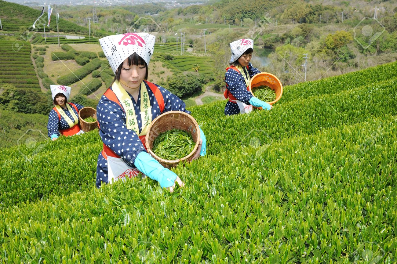 Không phải cà phê, đây mới là loại nước "trường thọ" mà người Mỹ cũng thích mê: Vừa tỉnh táo tập trung, vừa chống oxy cực mạnh - Ảnh 2.