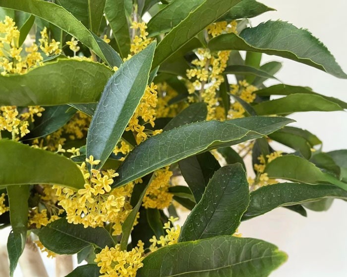 Hiếm có loài cây hợp cả 5 mệnh, được lòng Quý Nhân thế này: Trồng một gốc, tài lộc vượng ba đời!- Ảnh 1. Hiếm có loài cây hợp cả 5 mệnh, được lòng Quý Nhân thế này: Trồng một gốc, tài lộc vượng ba đời!- Ảnh 1.