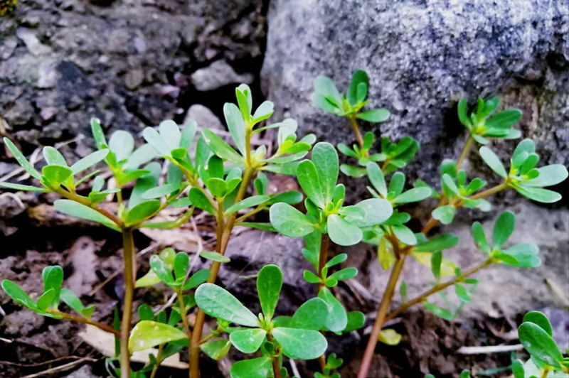 5 loại rau củ “tự mang độc tố”, nhất định phải chần qua nước sôi trước khi ăn- Ảnh 1. 5 loại rau củ “tự mang độc tố”, nhất định phải chần qua nước sôi trước khi ăn- Ảnh 1.