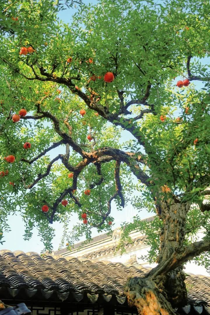 Vì sao nhà giàu Trung Quốc thường trồng 1 cây lựu trước cửa nhà? Ý nghĩa sâu xa đằng sau gây bất ngờ - Ảnh 3. Vì sao nhà giàu Trung Quốc thường trồng 1 cây lựu trước cửa nhà? Ý nghĩa sâu xa đằng sau gây bất ngờ - Ảnh 3.