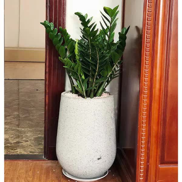 Ngoài 40 tuổi, người tuổi Sửu càng nên trồng cây này trong nhà - tốt cho sức khỏe, hút tài lộc- Ảnh 2. Ngoài 40 tuổi, người tuổi Sửu càng nên trồng cây này trong nhà - tốt cho sức khỏe, hút tài lộc- Ảnh 2.