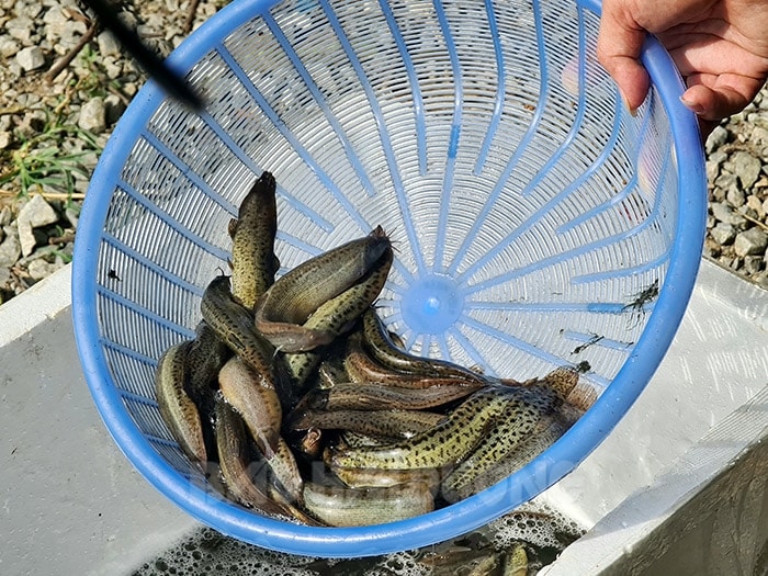 Việt Nam có loại cá quê bổ như "nhân sâm dưới nước": Dưỡng thận, sáng mắt, tốt cho cả não và tim - Ảnh 1.