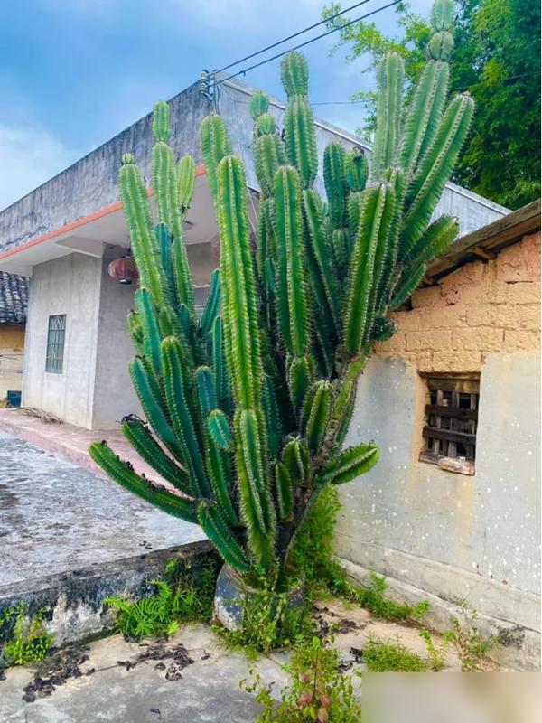 4 loại hoa tuyệt đối không nên trồng trong nhà, vừa độc hại vừa mang phong thủy chia ly, gia chủ dễ gặp xui rủi- Ảnh 3. 4 loại hoa tuyệt đối không nên trồng trong nhà, vừa độc hại vừa mang phong thủy chia ly, gia chủ dễ gặp xui rủi- Ảnh 3.