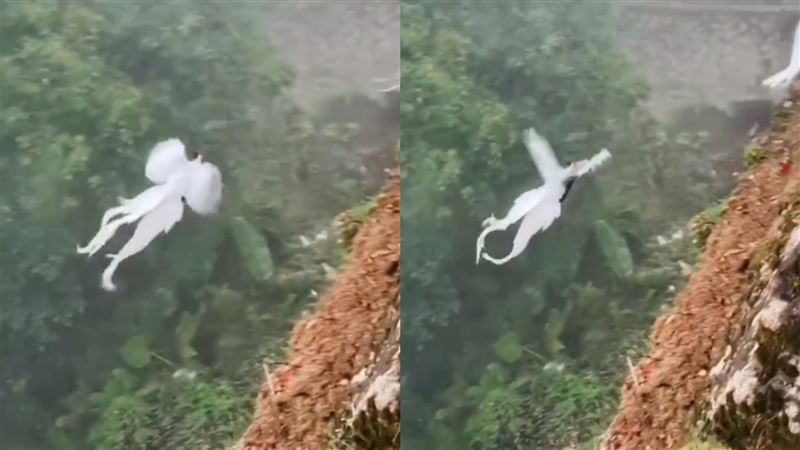 Thấy đàn 'phượng hoàng trắng' bay lượn giữa trời, chuyên gia nói: Đây là loài chim quý cần được bảo vệ- Ảnh 2. Thấy đàn 'phượng hoàng trắng' bay lượn giữa trời, chuyên gia nói: Đây là loài chim quý cần được bảo vệ- Ảnh 2.