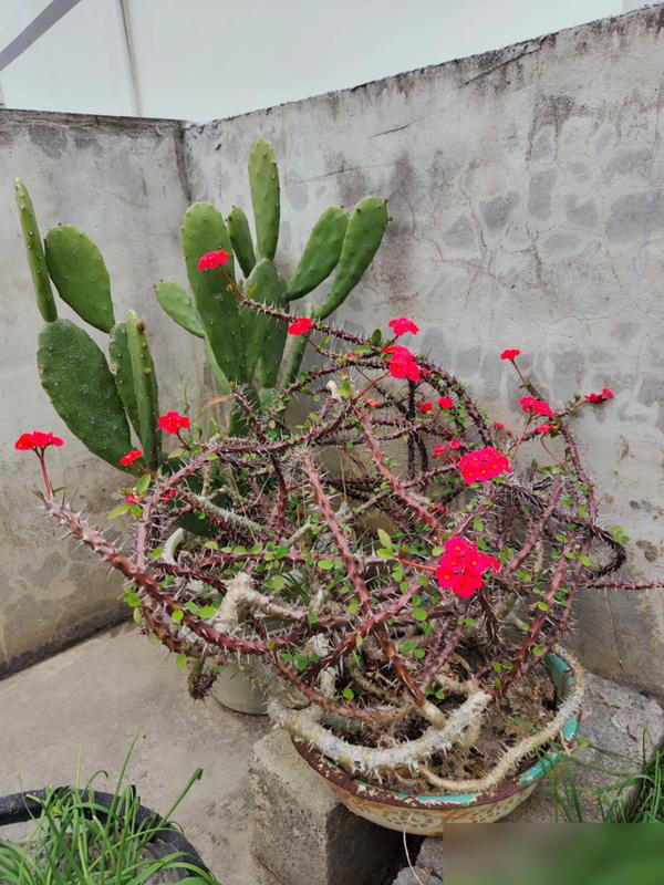 4 cây cảnh "tán tài lộc" nuôi càng lâu càng hao tiền của, nhiều người không biết vẫn vô tư trồng trong nhà- Ảnh 3.